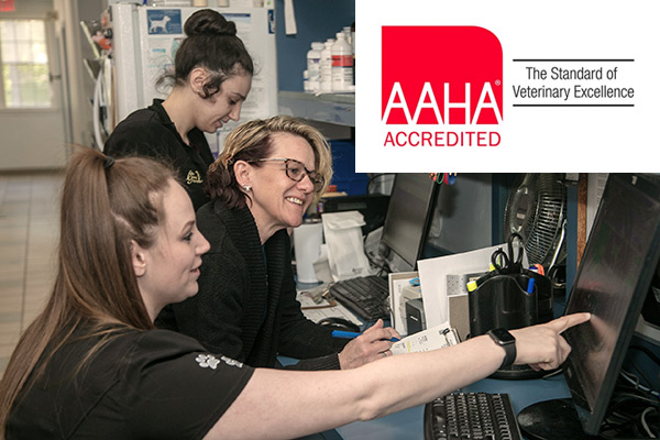 photo of team at work with AAHA overlay graphic