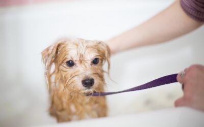 Selecting the Ideal Shampoo for Your Dog’s Fur