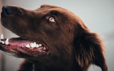 Revealing Canine Dental Wellness: An In-Depth Guide for Pet Guardians
