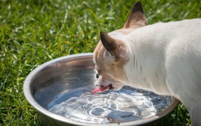 Pet Hydration Essentials: Is Your Pet Getting Enough Water?